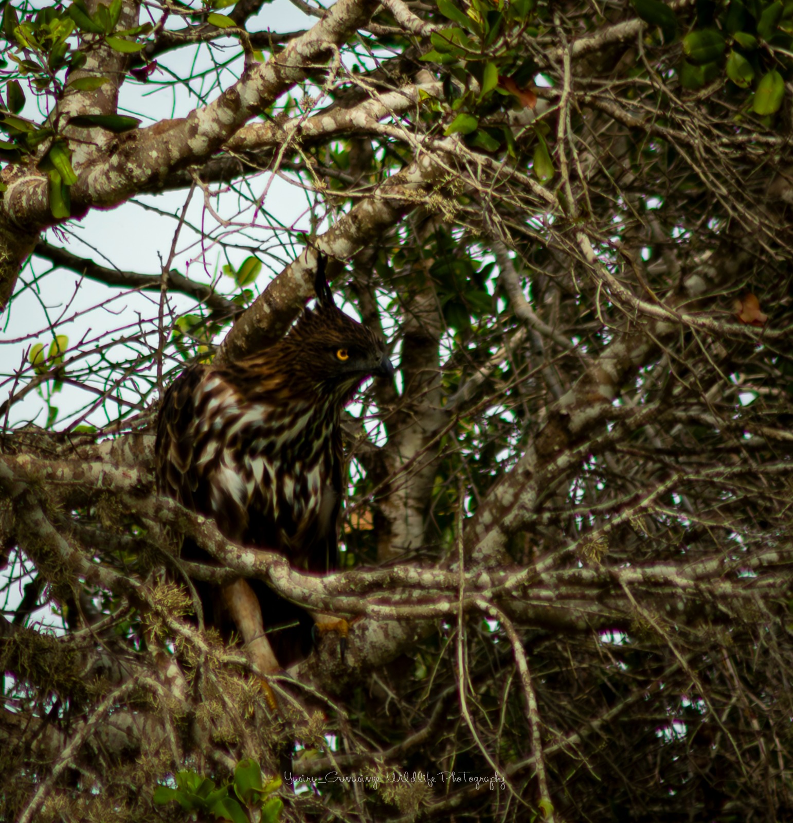 Bundala National Park